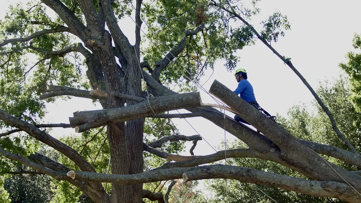 Professional Hazardous Tree Removal performed by certified arborists in Iberia