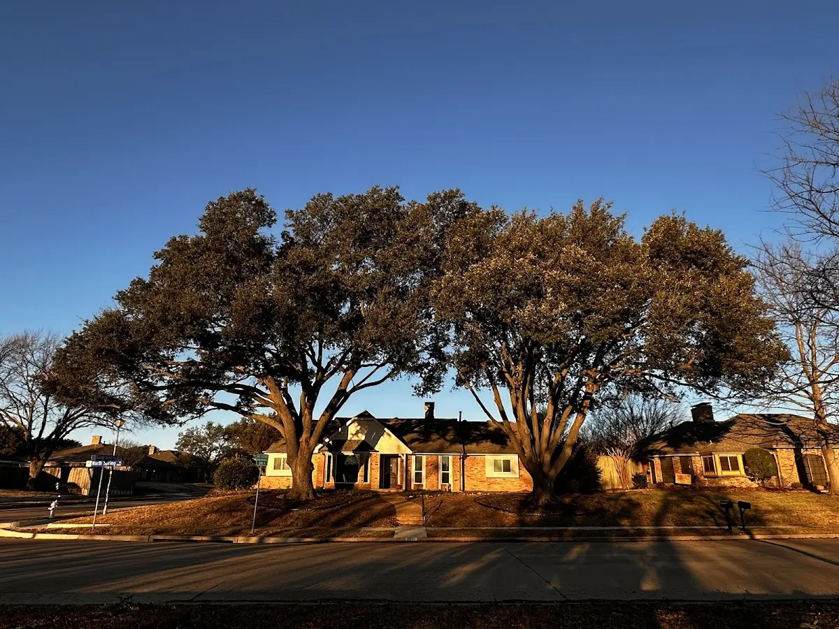Established residential canopy tree shading a home in Iberia